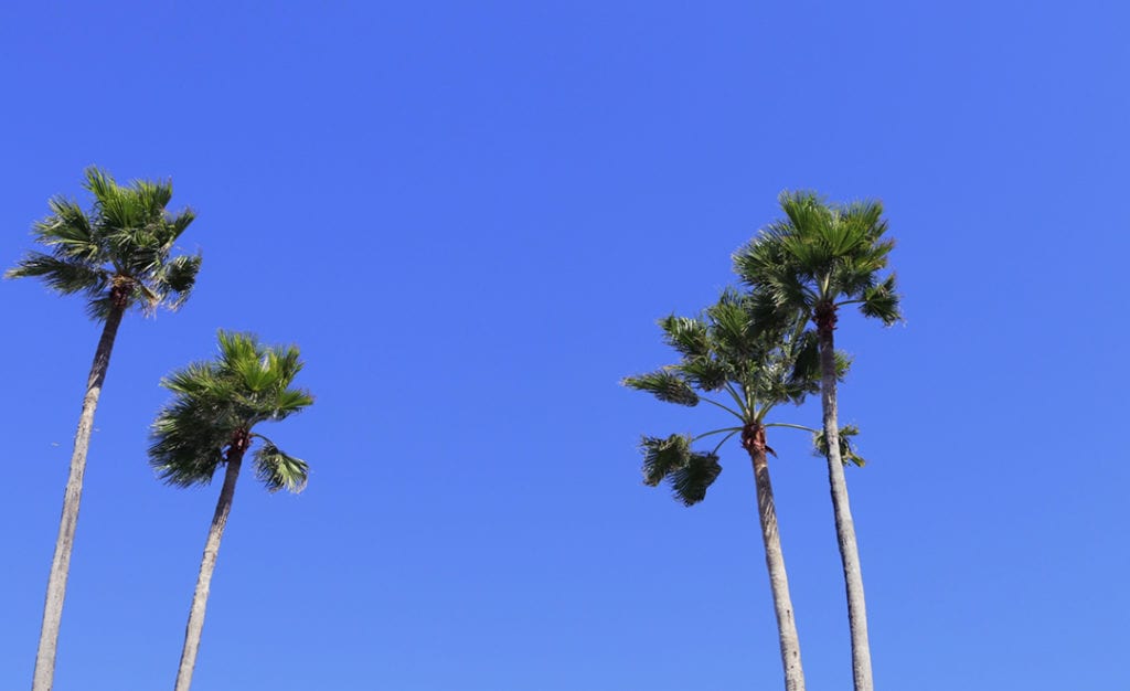 Delano Miami Palm Tree